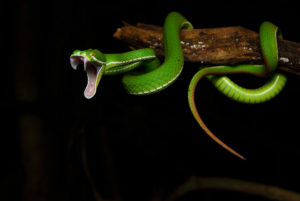 wąż (a może żmija); zdjęcie: tontantravel@flickr.com, CC-BY-SA