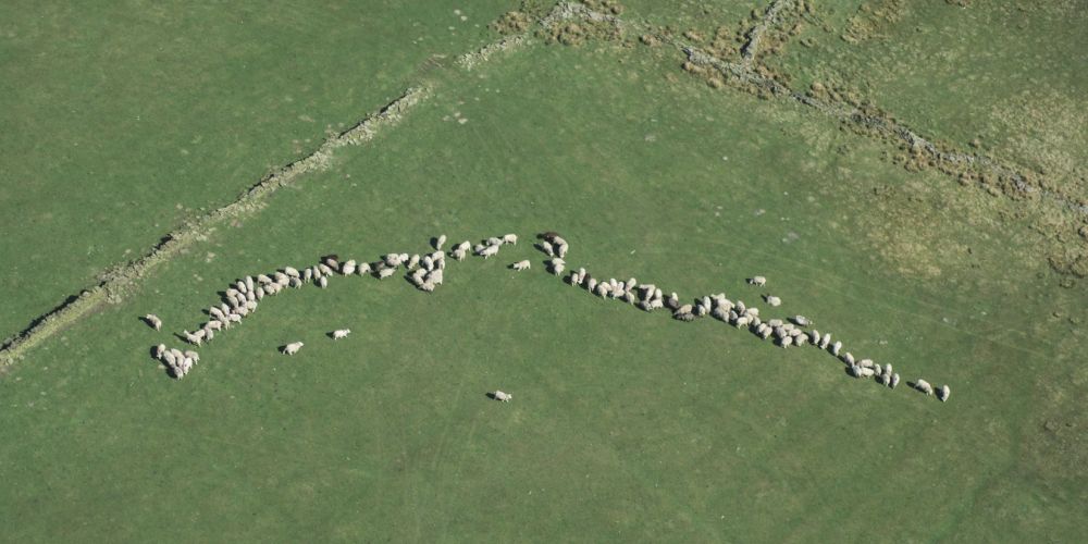 owce i kozły, zdjęcie: RichardHorne@unsplash.com, CC-0