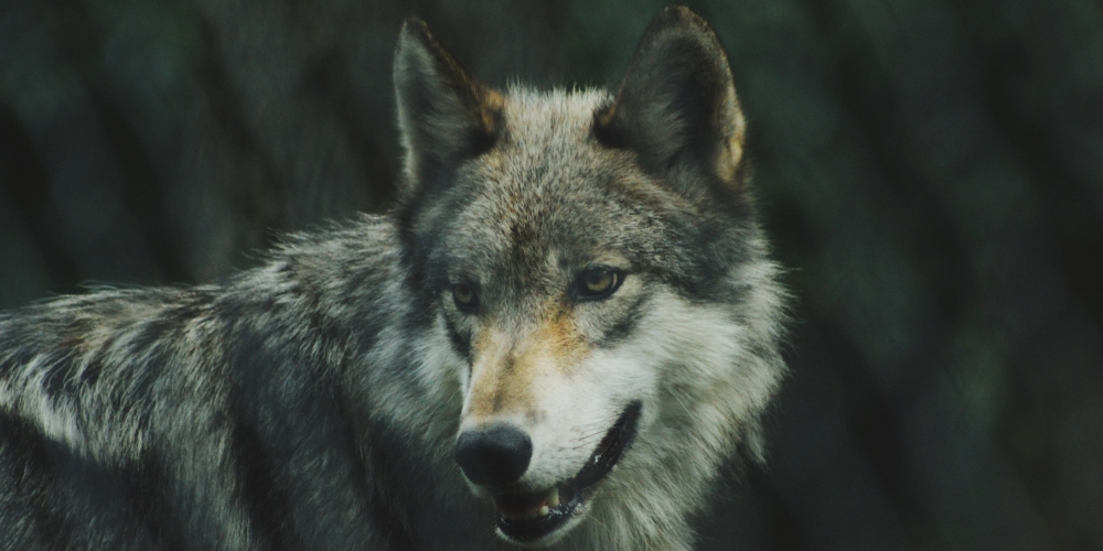 samotny wilk, zdjęcie: michael-larosa@unsplash.com, CC-0