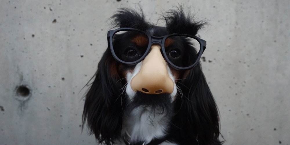 pies w okularach, który dziwnie wygląda