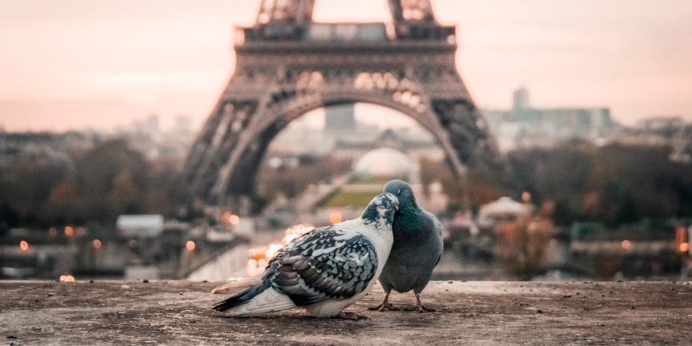 two pigeons with the Eiffel Tower